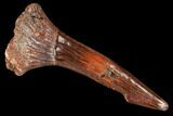 Fossil Sawfish (Onchopristis) Rostral Barb- Morocco #106429-1